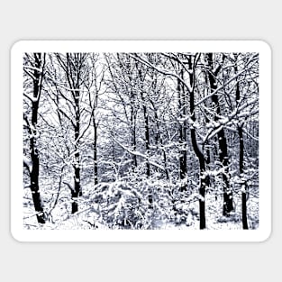 Snow Covered Trees Sticker